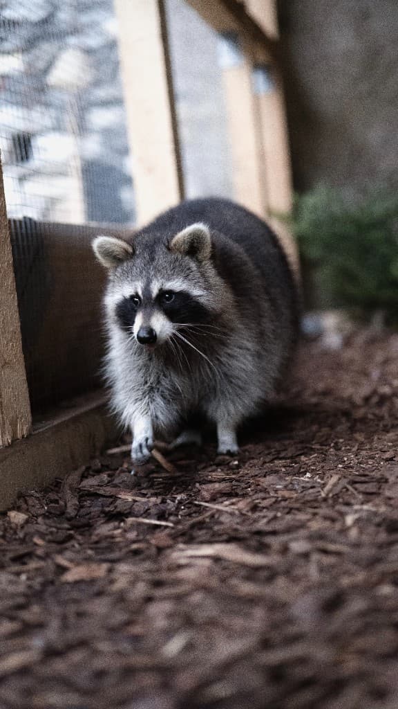 Waschbär-Impression
