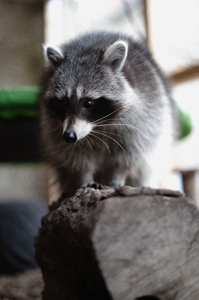 Waschbär-Impression