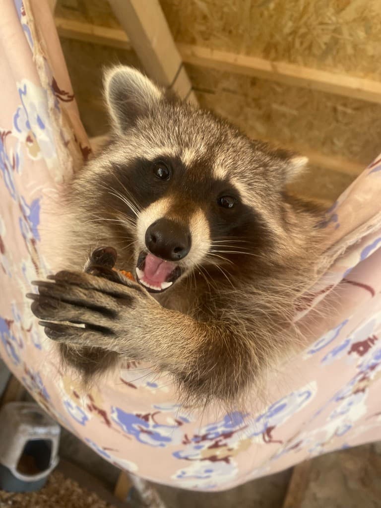Waschbär in der Pflege