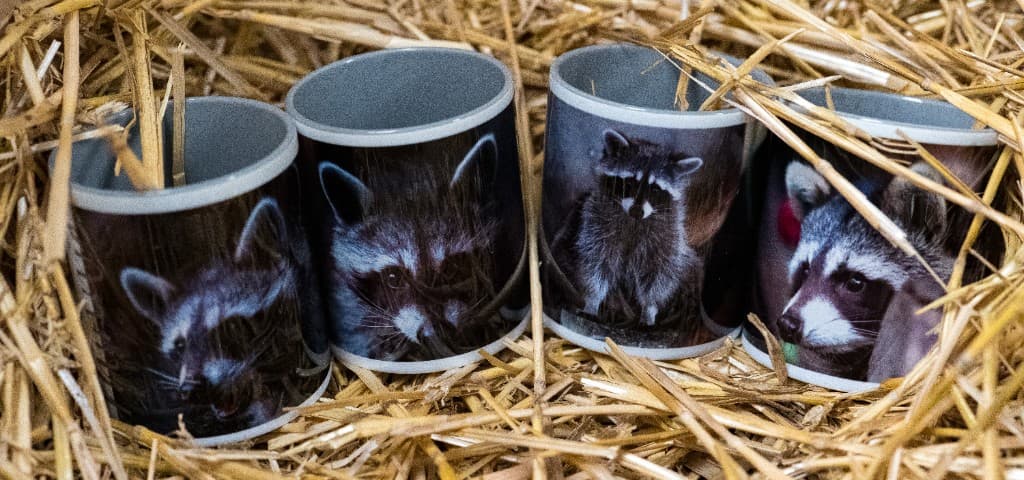 Waschbär-Tassen – Panorama mit mehreren Motiven
