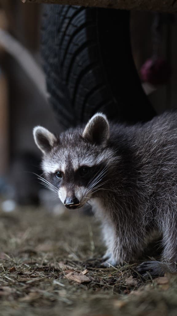 Minnie – bei Wilde Heimat